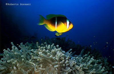 Amphiprion bicinctus