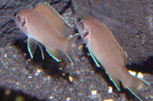 Neolamprologus brichardi