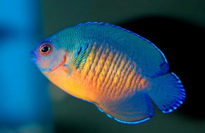 Centropyge bispinosus