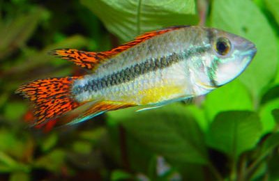 Apistogramma cacatuoides