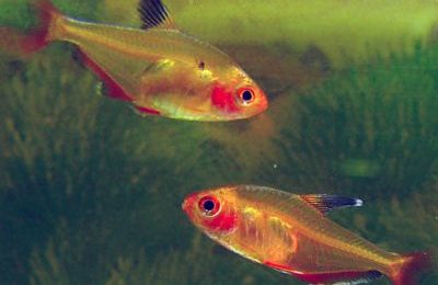 Hyphessobrycon callistus