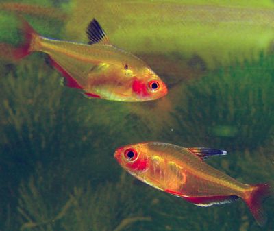 Hyphessobrycon callistus