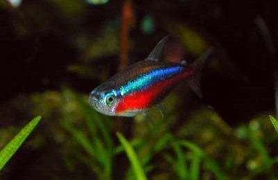 Paracheirodon axelrodi