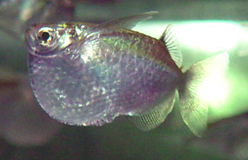 Gasteropelecus maculatus