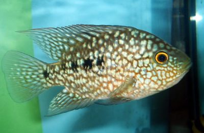 Cichlasoma Carpintis