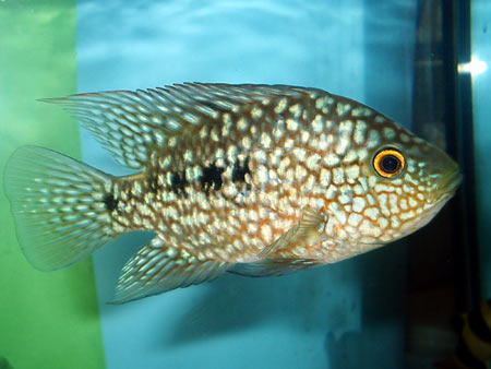 Cichlasoma Carpintis