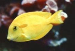 Acanthurus coeruleus