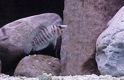 Altolamprologus compressiceps