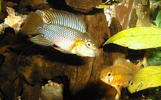 Apistogramma borelli