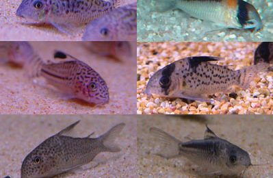 Corydoras (GENERE)