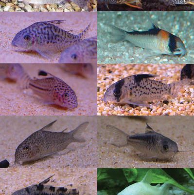 Corydoras (GENERE)