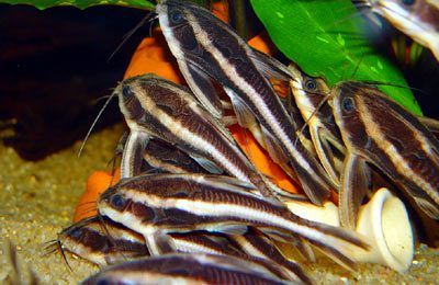 Platydoras costatus