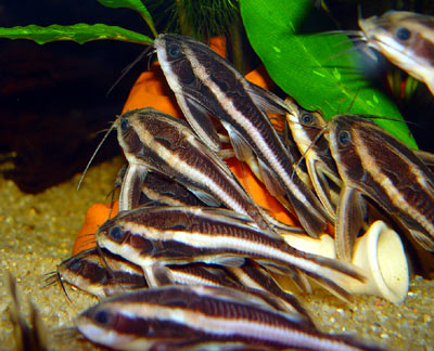 Platydoras costatus