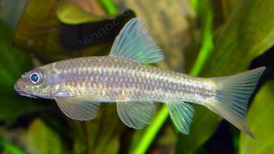 Crossocheilus siamensis