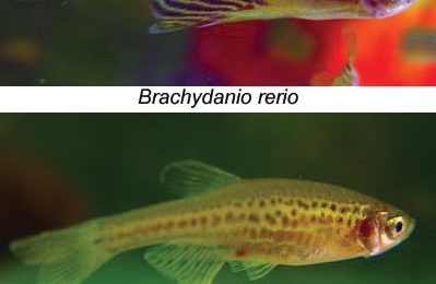 Brachydanio rerio