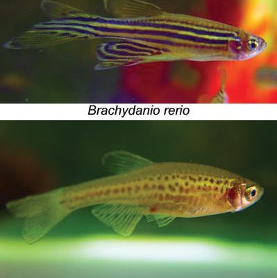 Brachydanio rerio