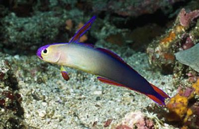 Nemateleotris decora