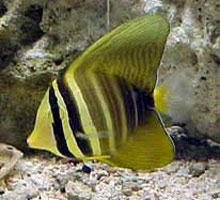 Zebrasoma desjardinii