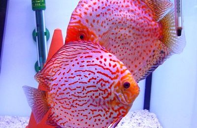 Symphysodon discus
