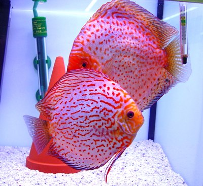 Symphysodon discus