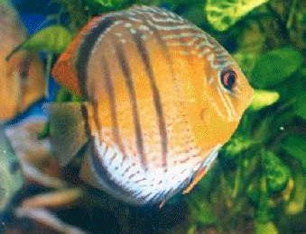 Symphysodon aequifasciatus aequifasciatus