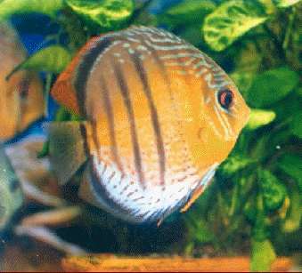 Symphysodon aequifasciatus aequifasciatus