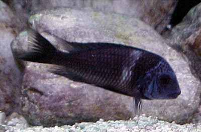 Tropheus duboisi