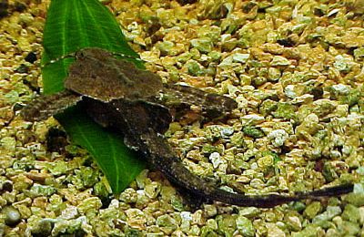 Dysichthys coracoideus