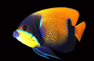 Euxiphipops navarchus