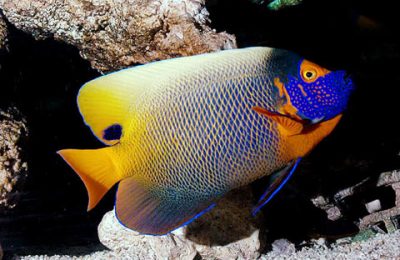 Euxiphipops xanthomethopon