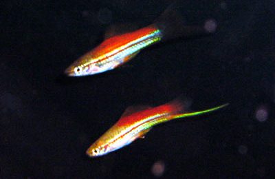 Xiphophorus helleri