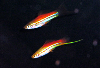 Xiphophorus helleri