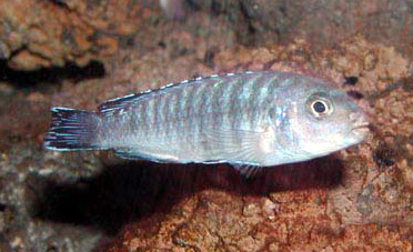Pseudotropheus elongatus