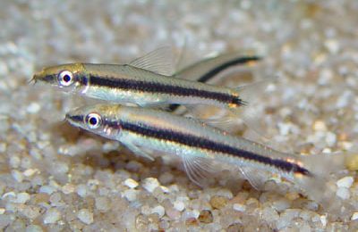 Epalzeorhyncos kalopterus