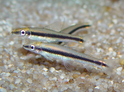 Epalzeorhyncos kalopterus