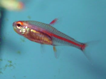Hemigrammus erythrozonus