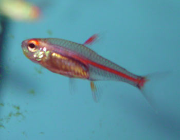 Hemigrammus erythrozonus