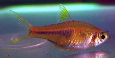 Rasbora espei