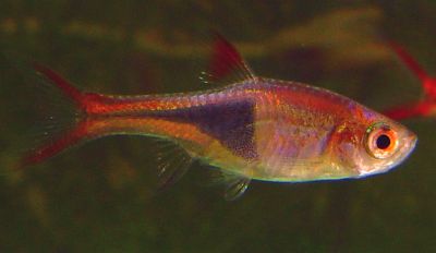 Trigonostigma heteromorpha (ex rasbora heterom.)