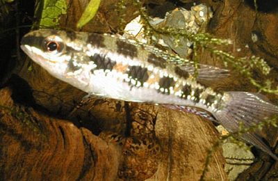 Dicrossus filametosus