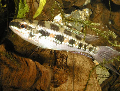 Dicrossus filametosus