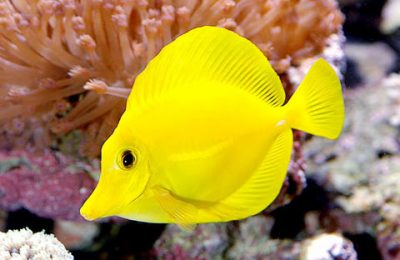 Zebrasoma flavescens