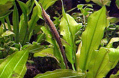 Farlowella gracilis