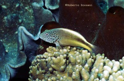 Paracirrhites forsteri