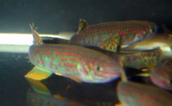 Aphyosemion gardneri