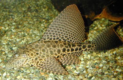 Glyptoperichthys gibbiceps