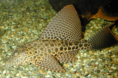 Glyptoperichthys gibbiceps