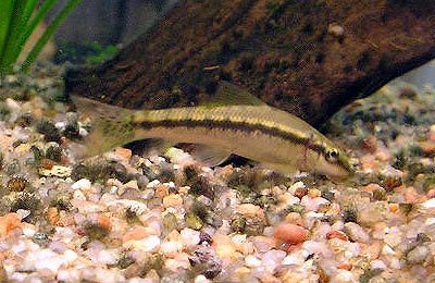 Gyrinocheilus aymonieri