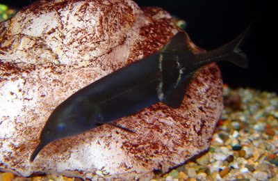 Gnathonemus petersii