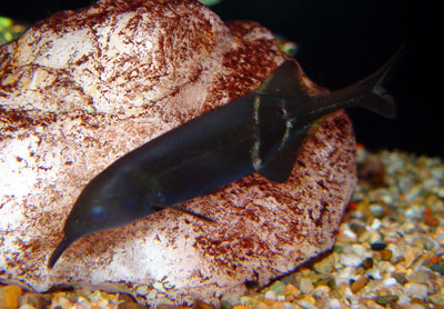 Gnathonemus petersii